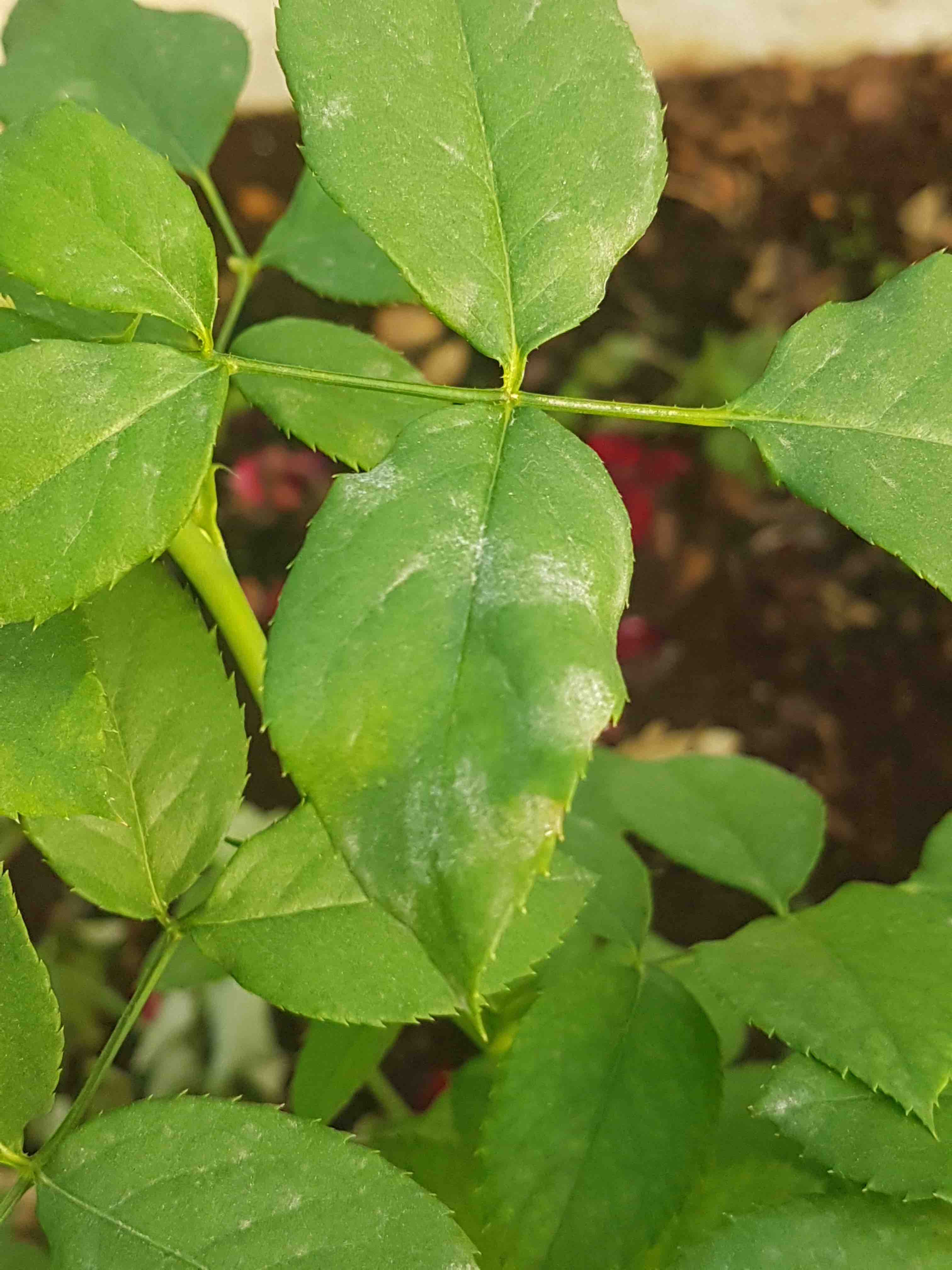 Saillog Powdery mildew of roses